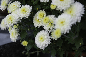 White chrysanthemum blooming in the cementary