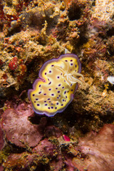 Nudibranqueo moteado 2