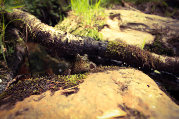 frog in water