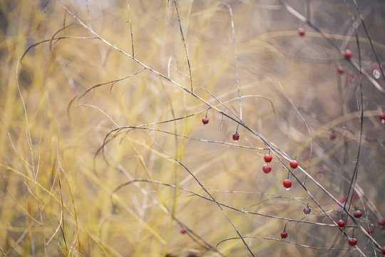 little red berries on barren bush