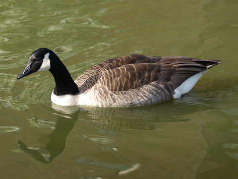 Kanada-Gans