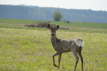 Roe deer