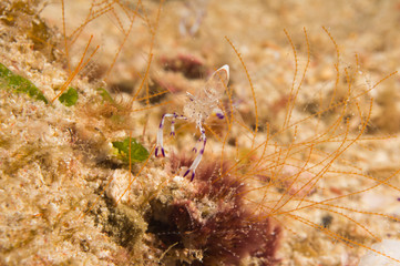 Gamba transparente 2