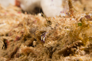 Gamba transparente 1
