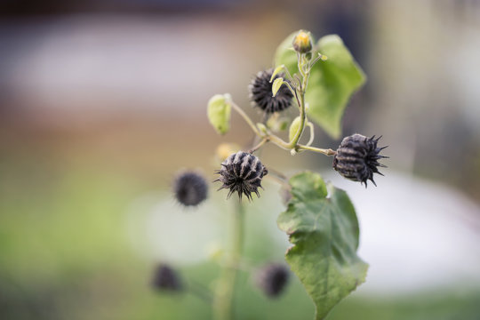 seed pods