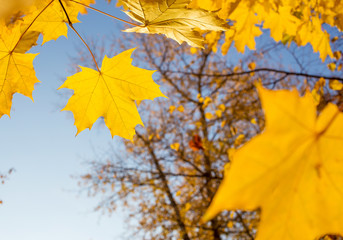 Naklejka na ściany i meble Yellow leaves of Maple in Moscow