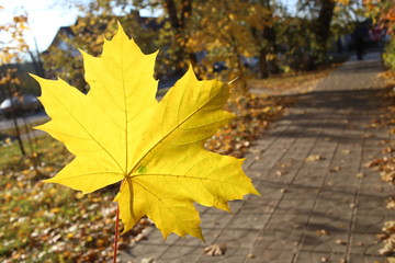 Yellow  leaves of  Maple in Moscow