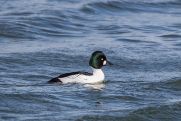 Goldeneye