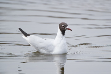 Black-Headed Gull