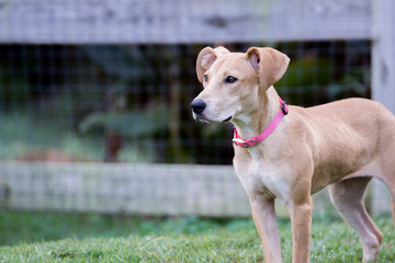 A cute dog with funny ears in his backyard
