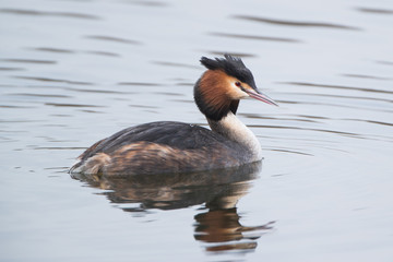 Great Crested Grebe