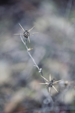thorny decay