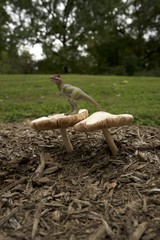 dinosaur on giant Mushrooms and toadstools  in the fall skeletons 