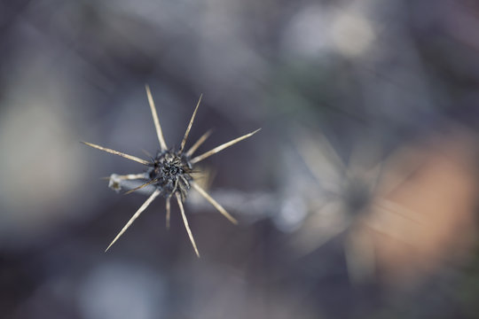 thorny decay
