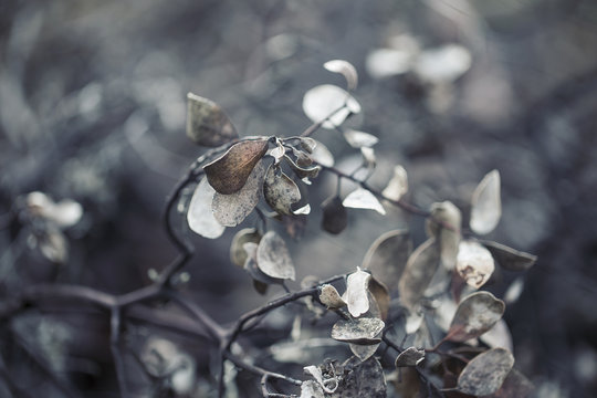 scorched leaves