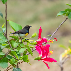     Newton's sunbird, male, beautiful bird in Sao Tome and Principe, eating the nectar of an...