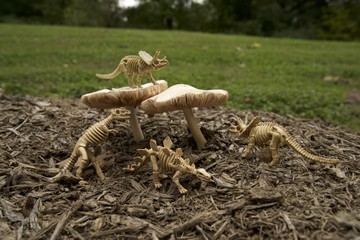 dinosaur on giant Mushrooms and toadstools  in the fall skeletons 