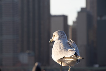 sea gull side view from the back