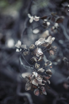 scorched leaves