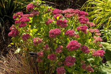 Green shrub with pink flowers in the garden