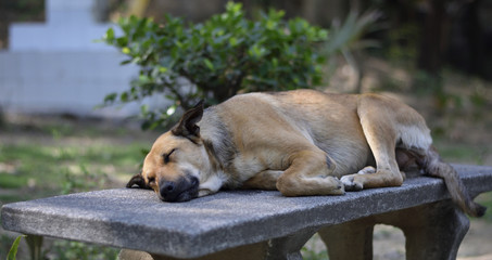 A dog sleeping on a park bench