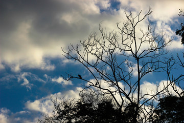 A tree seen with sky and clouds in the background.