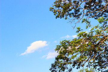 A tree seen with sky and clouds in the background.
