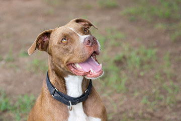 Beautiful happy pitbull mix dog smiling and sitting obediently