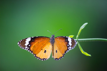 Plain Tiger Butterfly sitting on the flower plant with a nice soft background in its natural habitat.