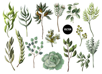 Set of greenery leaves herb and succulent in watercolor style. Eucalyptus, magnolia, fern and other  vector illustration.