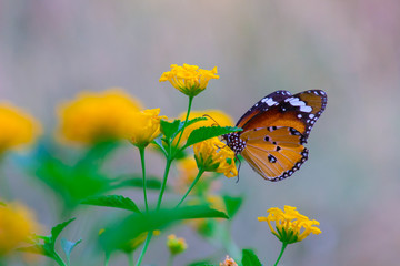 Plain Tiger Butterfly sitting on the flower plant with a nice soft background in its natural habitat.