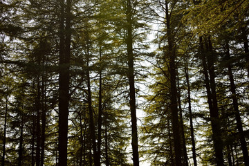 Long trees standing on a sunset