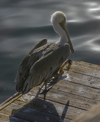Pelican