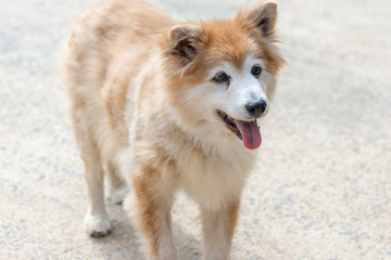 Adorable fluffy dog standing and smiling