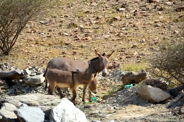 donkeys