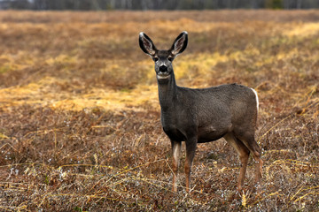Female Mule Deer