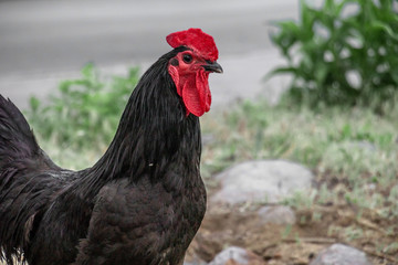 black chicken