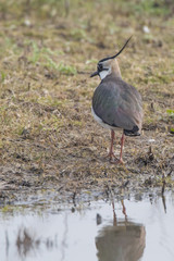 Lapwing