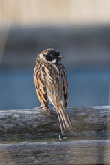 Reed bunting