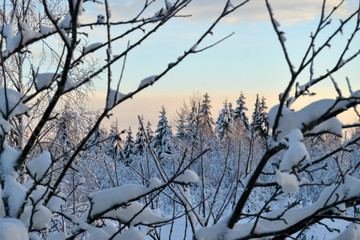 Winter nature background. Forest in snow.