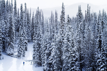 Fototapeta premium Young man walking on snowy landscape in forest, USA
