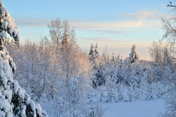 Winter nature background. Forest in snow.
