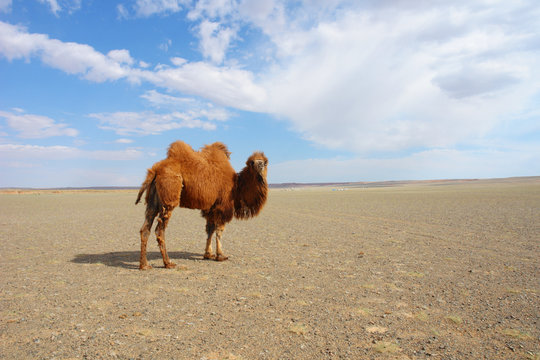 The Bactrian camel in Mongolia
