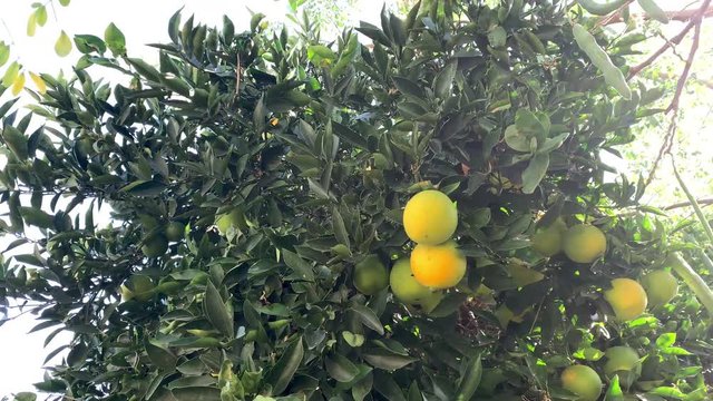 Oranges in the tree shot in 4K 60fps