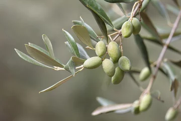 Papier Peint photo Lavable Olivier Olives vertes sur une branche d& 39 olivier se bouchent. Récolte d& 39 automne dans les bosquets méditerranéens