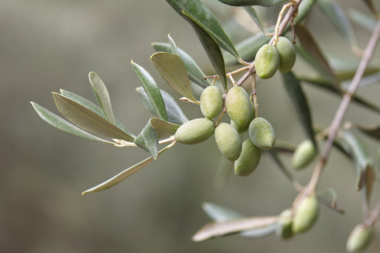 Green olives on olive tree branch close up. Autumn harvesting in Mediterranean groves