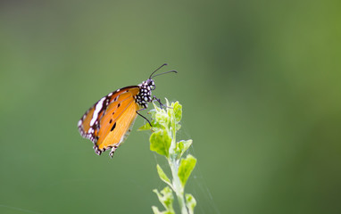 butterfly,insects,macro,butterflies,wildlife,nature,butterfly on flower,butterfly on leaf,robbie ross,robbie ross photography, 
