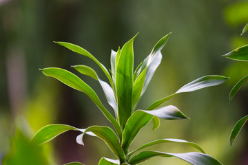 Natural leaves seen during the day in a soft background
