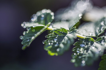 Dewdrops On Compound Leaflets 
