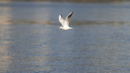 seagull flying over sea